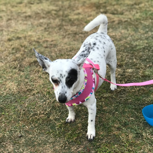 Meet your Posher. Say hello to Juju and Toby - Picture 2 of 3